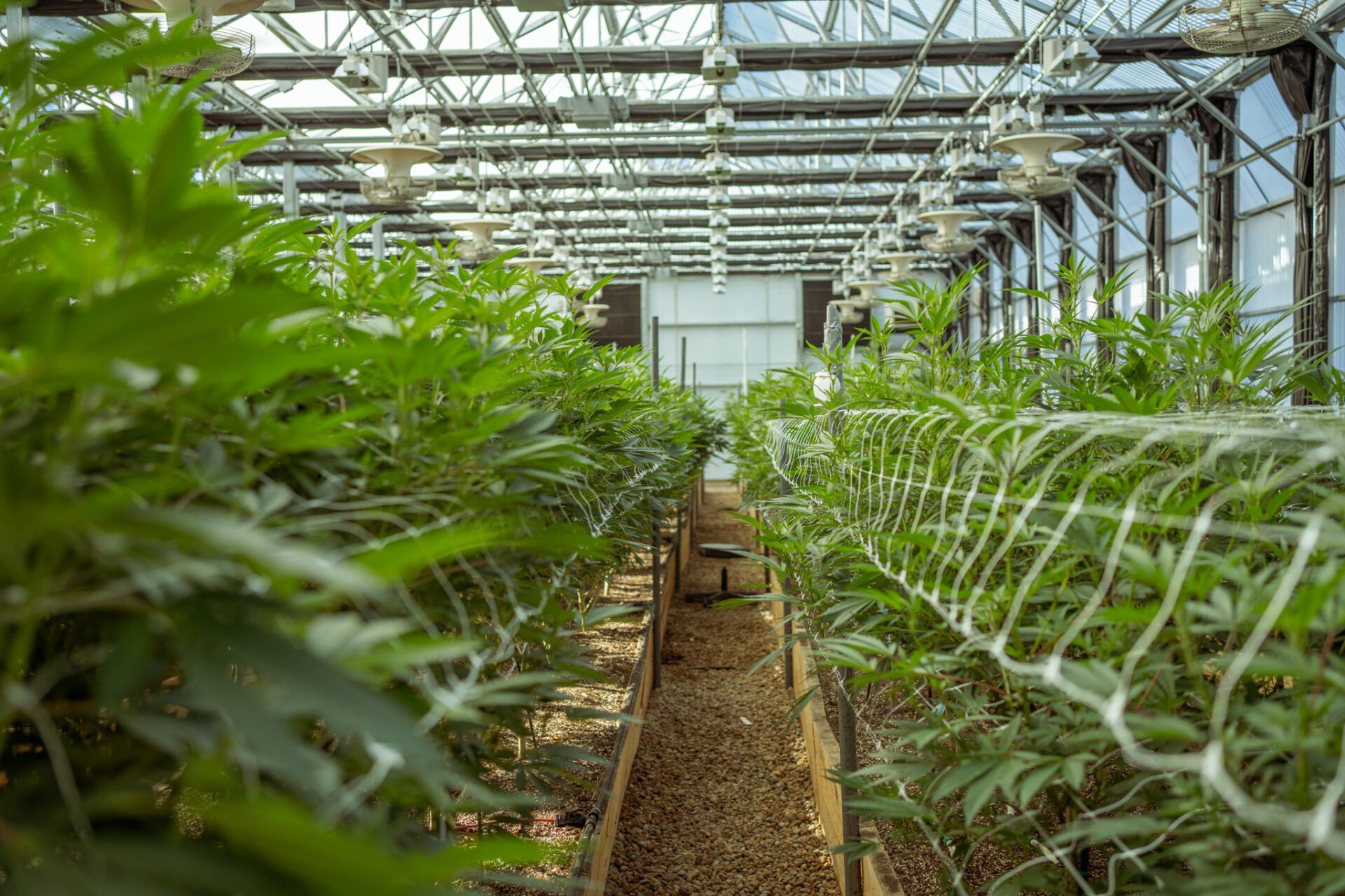 The Pass Terpenes Wheel Graphic