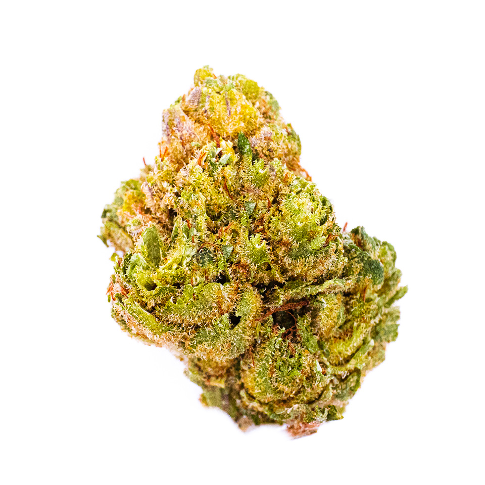 Photo for Gorilla Dawg