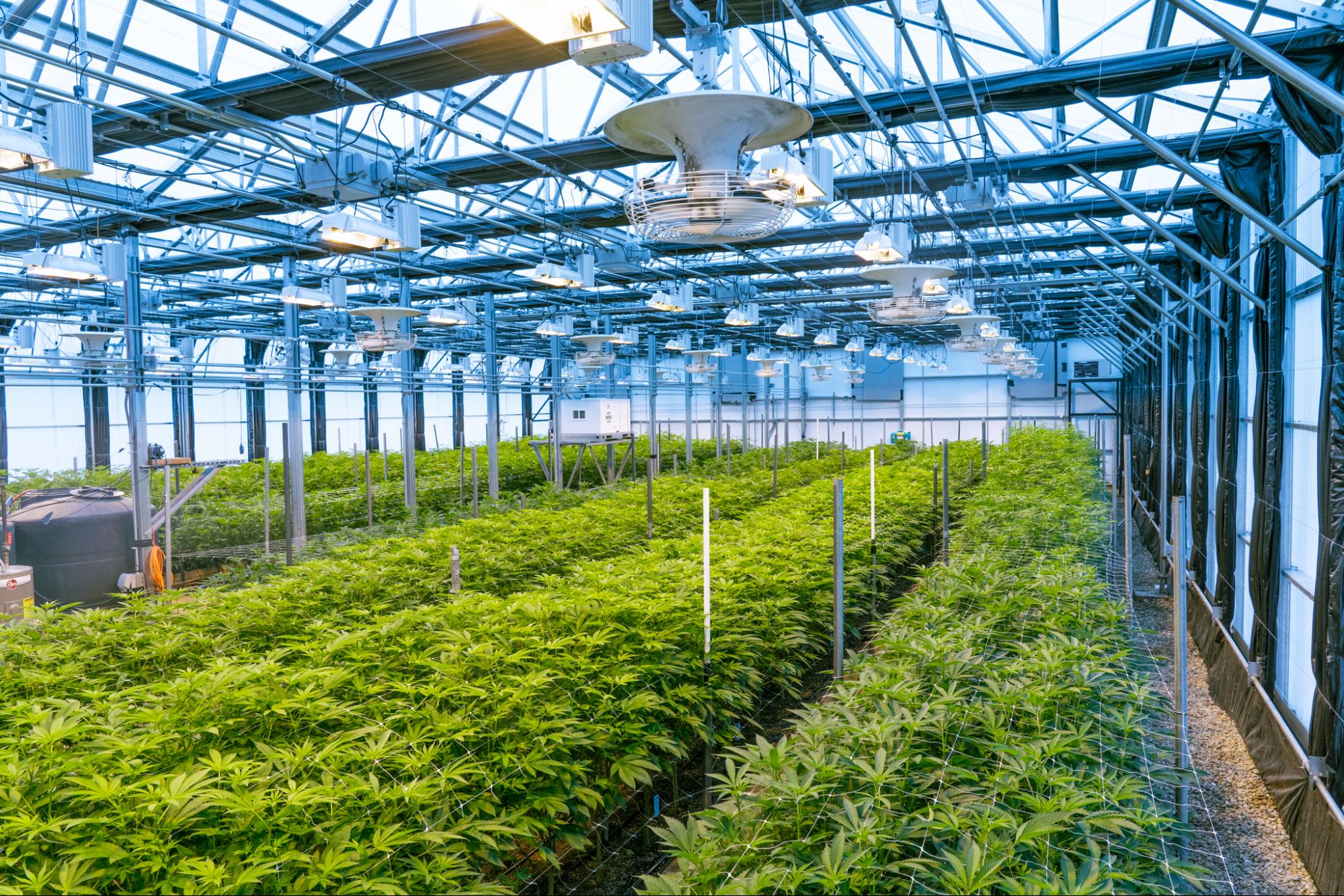 The Pass Berkshires Dispensary Expands Cultivation Operations.