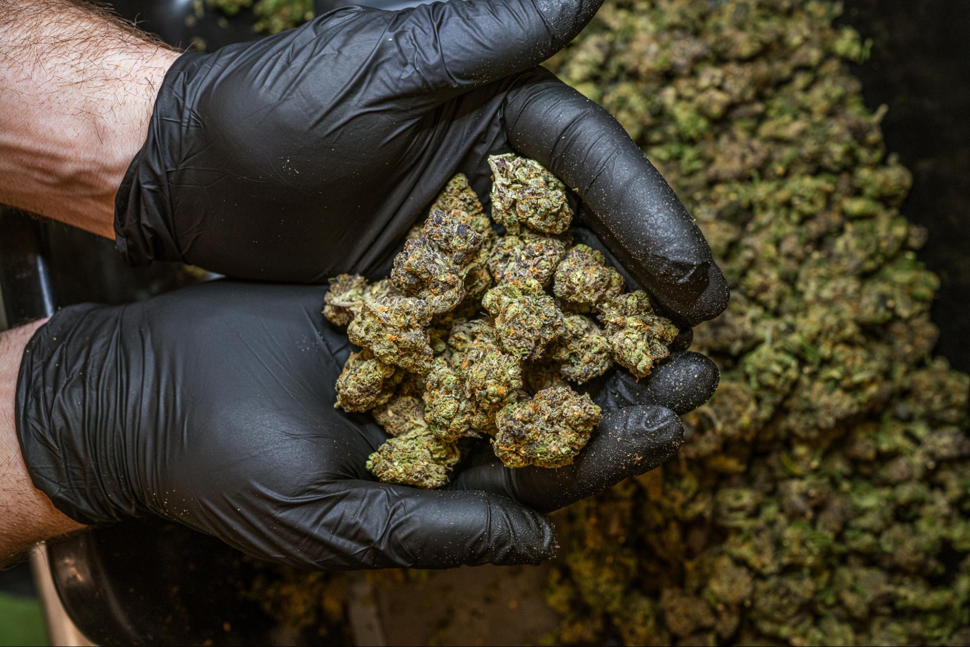 Cannabis Flower at The Pass Cultivation Facility