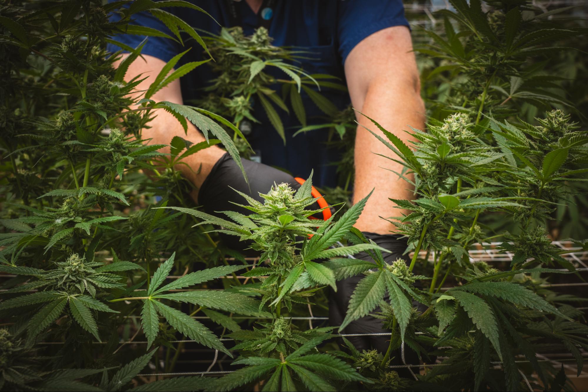 Pheno Hunting Cannabis Flower at The Pass Cultivation Facility