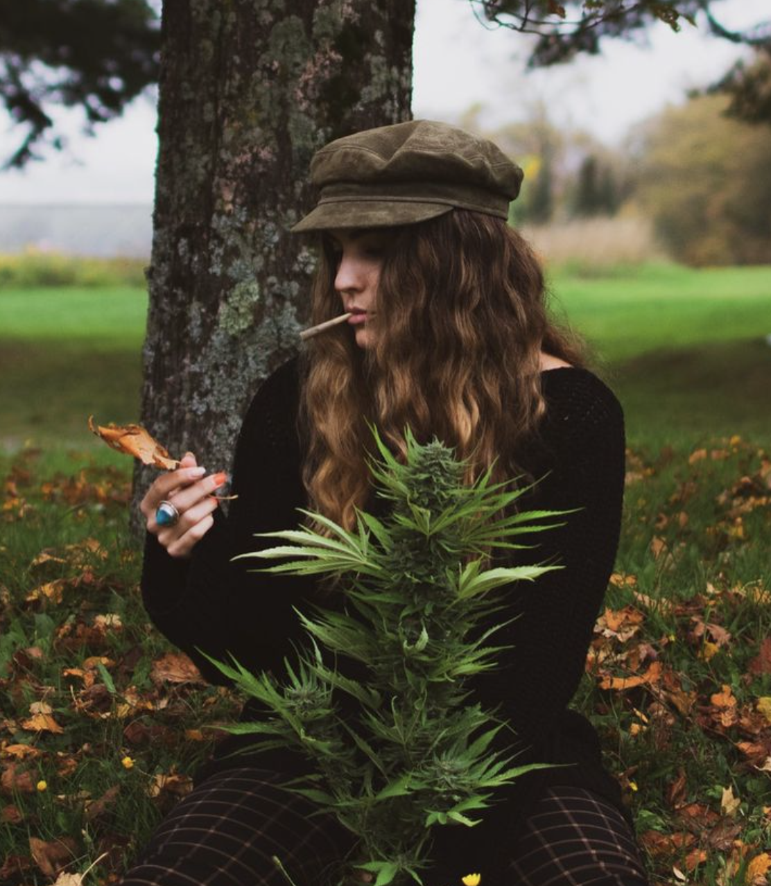 Sunny Daze With Cannabis Plant